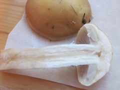 Stropharia subcaperata