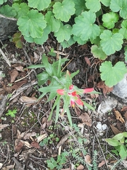 Castilleja scorzonerifolia