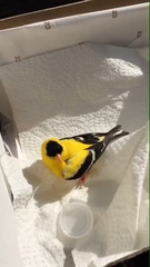 Spinus tristis