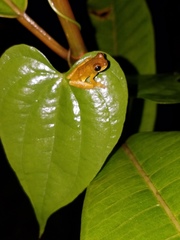 Dendropsophus parviceps