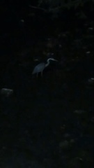 Ardea herodias