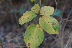 Stigmella villosella