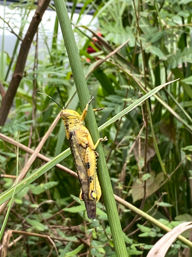 Javanese Grasshopper