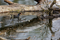 Gallinula chloropus