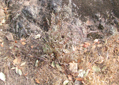 Polygonum bolanderi