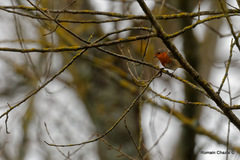 Erithacus rubecula