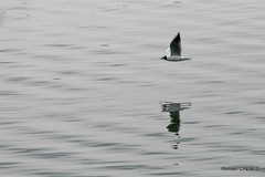 Chroicocephalus ridibundus