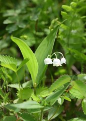 Convallaria keiskei