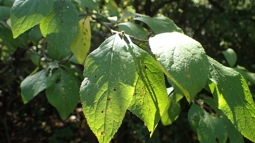 Prunus domestica