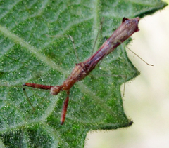 Bactrodes spinulosus