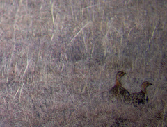 Scleroptila levaillantii