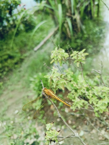 Scarlet Skimmer