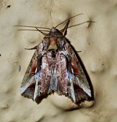 Gonodes albifascia