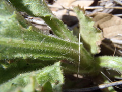Senecio parryi