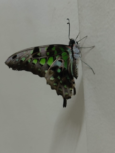 Tailed Jay