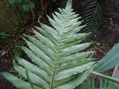 Blechnum brasiliense
