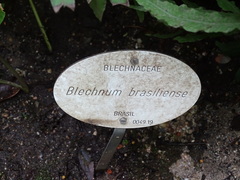Blechnum brasiliense