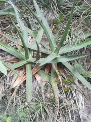 Agave funkiana