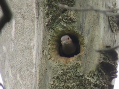 Colaptes auratus auratus