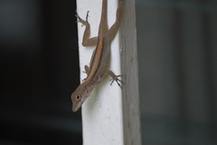 Anolis cristatellus