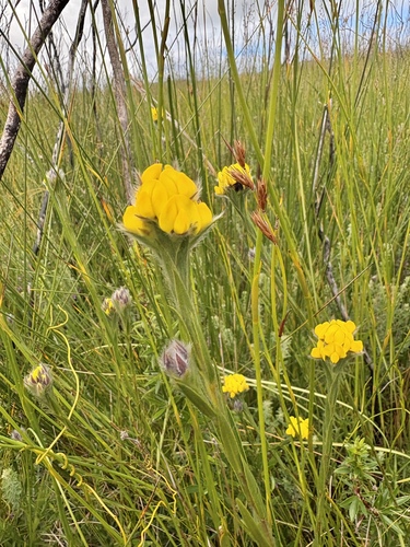 Angust Priest (Liparia angustifolia)