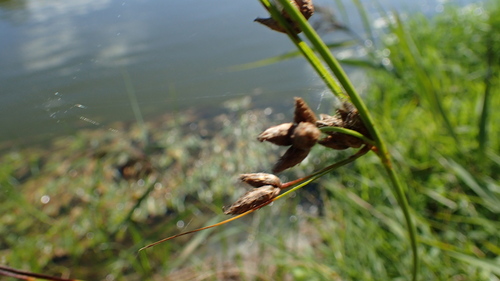 inland club-rush (Bolboschoenus laticarpus)