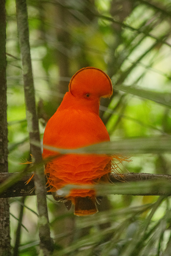 Guianan Cock-of-the-rock (Rupicola rupicola), photo 5