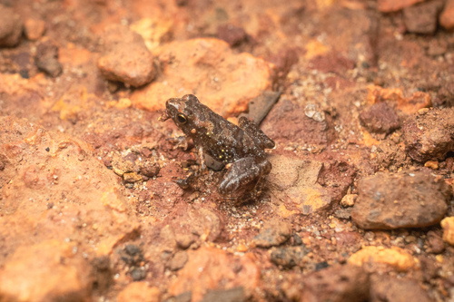 Manaus Tree Toad, Amazophrynella manaos