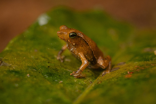 Para Toad, Rhinella castaneotica