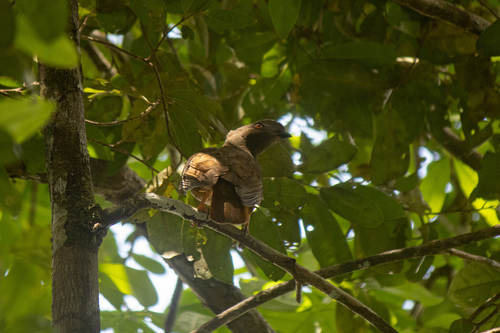 Guianan Cock-of-the-rock (Rupicola rupicola), photo 6
