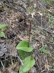 Tamayorkis wendtii