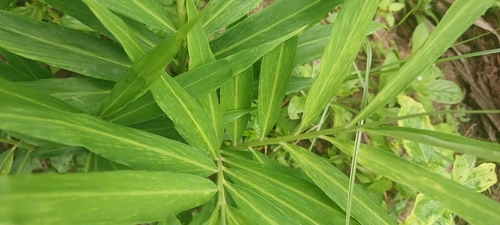 Zingiber officinale