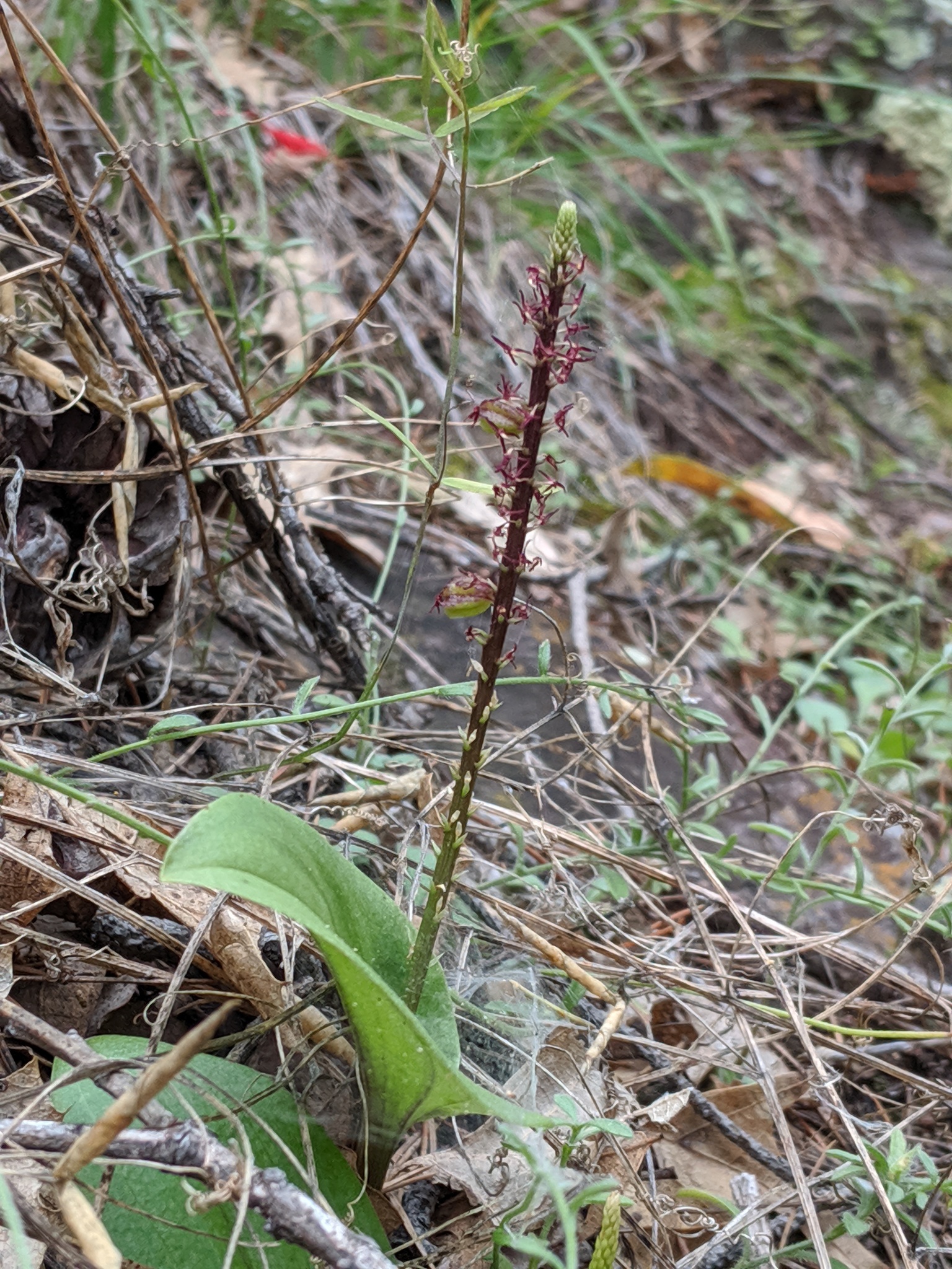 Tamayorkis wendtii