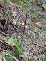 Tamayorkis wendtii