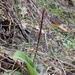 Wendt's Adder's-mouth Orchid - Photo (c) cwhiting, some rights reserved (CC BY-NC), uploaded by cwhiting