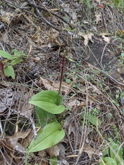 Tamayorkis wendtii