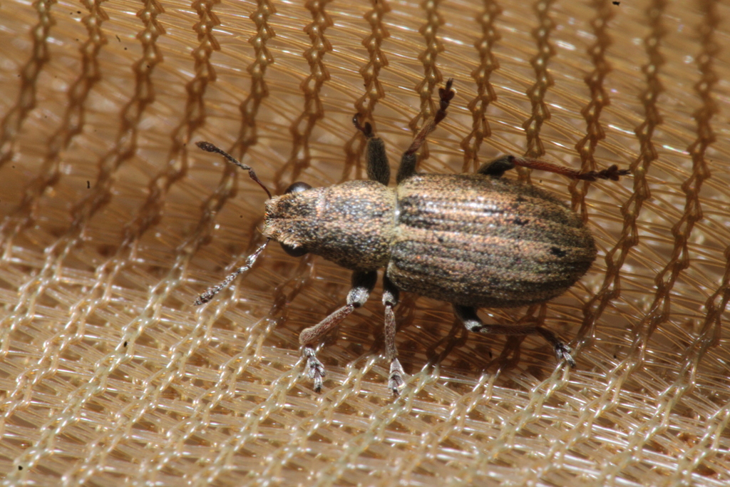 Sitona striatellus