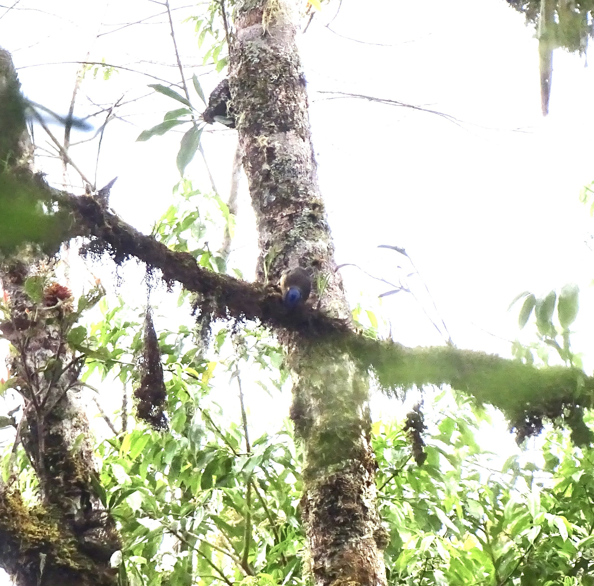 Blue-capped Ifrit (Ifrita kowaldi), photo 1