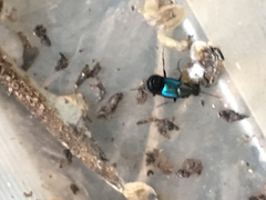 Philonthus caeruleipennis