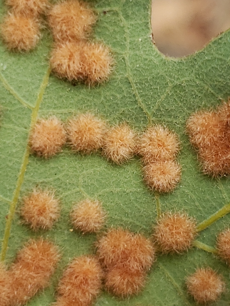 oak flake gall wasp