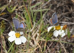 Icaricia lupini texanus