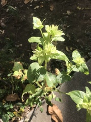 Magnoliopsida