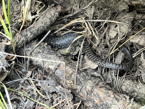 iNaturalist observation photo of Northern Alligator Lizard