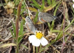 Icaricia lupini texanus