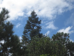 Abies religiosa