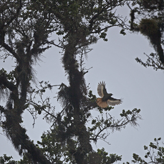 Margarornis squamiger