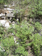 Abies religiosa