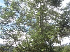 Abies religiosa