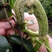 Puccinia otagensis - Photo (c) Jon Sullivan, some rights reserved (CC BY), uploaded by Jon Sullivan