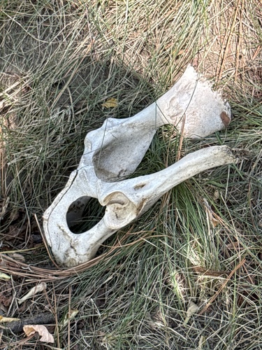 iNaturalist observation 2025-09-03